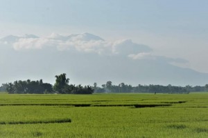 DA taps 1M rice farmers to use water-saving tech amid El Niño