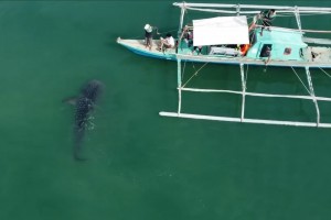 Public urged to help protect whale sharks sighted in Negros