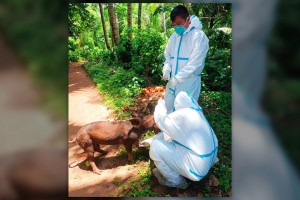 Palawan vets probe mysterious swine deaths in island towns