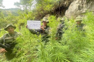 Farmer faces charges for cultivating 25K marijuana stalks