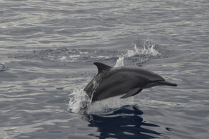 Marine life protection vowed amid dolphin decline in Tañon Strait