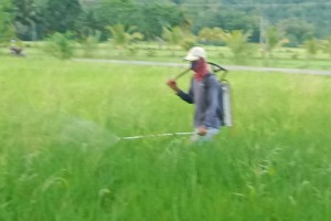 Traders offer higher buying prices for early-harvested rice