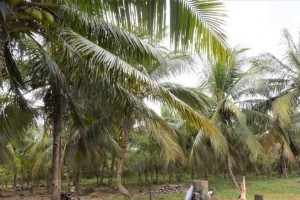 PCA nurses 52K newly planted hybrid coconut trees in C. Visayas