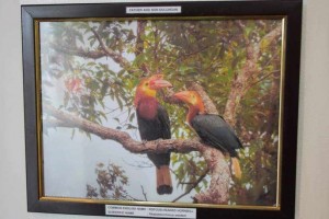 Photo exhibit spotlights Antique’s provincial bird