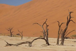 China, Arab nations to establish center to fight desertification