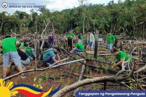 OVP sees 100K native trees planted in E. Visayas by 2028