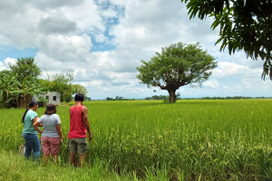 Farmgate prices declining as wet season harvest begins