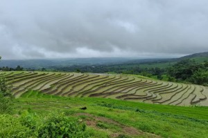 Negros Oriental LGUs to give P5 top-up to NFA palay buying price