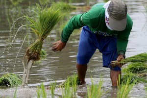 Public-private partnership sought for crop insurance