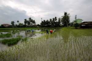 Marcos orders use of excess RCEF collections to help rice farmers