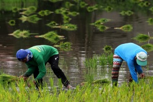 DA to strengthen hybrid rice to combat El Niño effects