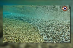 PCG: 'Extensive' marine damage seen in Rozul Reef, Escoda Shoal