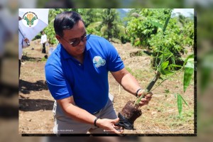 DA steps up bamboo planting advocacy in Eastern Visayas