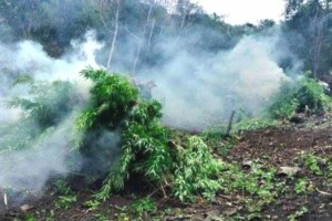 PDEA, PNP destroy P9.2-M marijuana in Kalinga, Mt. Province