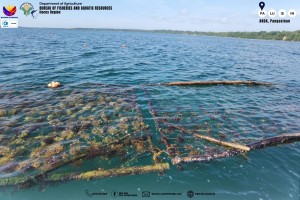 BFAR, LGU to expand seaweed nursery in Pangasinan