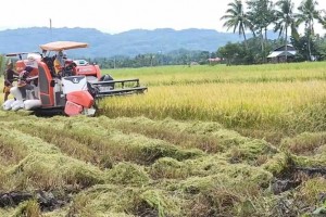 NFA buying price for palay serves as benchmark for traders in Antique