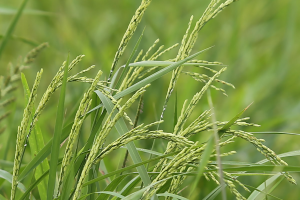 PH hybrid rice milestones impress Asia-Pacific seed producers