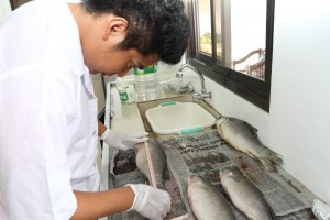 Closed season ordered to protect PH's 'most expensive fish'