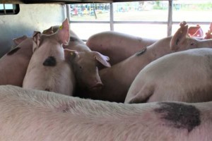 Negros Occidental hog production drops 4.79% due to swine diseases