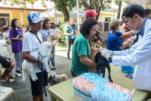 Rabies cases in Ilocos Region up by 110%