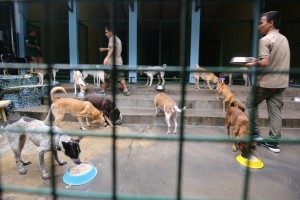 Solon seeks to address rising cases of animal abandonment