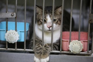 Solon seeks tougher regulations vs. animal cruelty