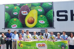 Initial shipment of PH avocados sets sail to S. Korea