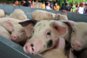 ASF-hit hog raisers in Batac City get aid