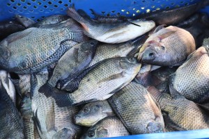 BFAR techno demo projects to boost tilapia production in Bicol