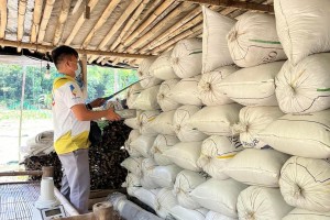 Ilocos Sur palay farmers get more cash incentives