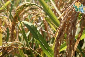 DA confident of target rice production despite destructive La Niña