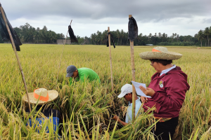 Misamis Occidental eyes higher annual rice harvest due to aid programs