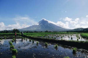 Albay town farmers to get rice seeds from gov't