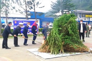 P771-M marijuana destroyed in Cordillera since January