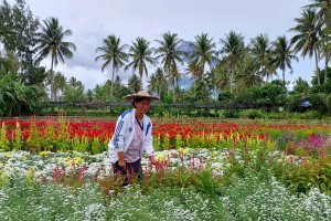 'Undas' puts spotlight on Albay town's flower industry