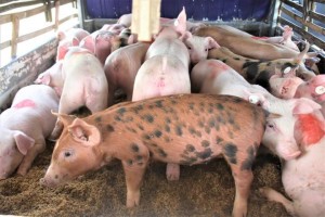 Hog diseases in Negros Occidental ‘controlled,’ restocking set in Q2