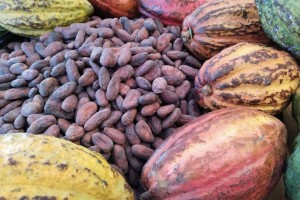 E. Visayas targets 5,000 MT cacao bean yield in 5 years