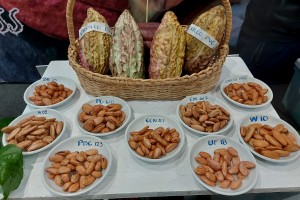 Nat’l cacao congress highlights latest technology, innovations