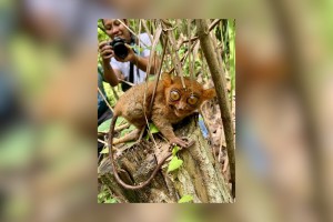 Eastern Samar residents warned vs. catching tarsiers