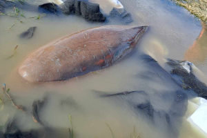 Trapped sea cow rescued in Puerto Princesa