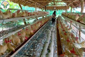 DA imposes temporary import ban on poultry products from Japan