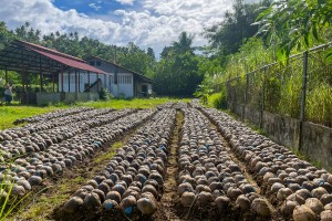 Over 44K hybrid coco seedlings up for planting in Eastern Visayas