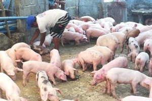 Antique province urged to regulate outbound shipment of pork