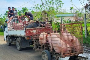 Prices of live hogs drop in Negros Occidental