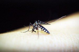 4B people at risk of being infected with dengue virus: WHO