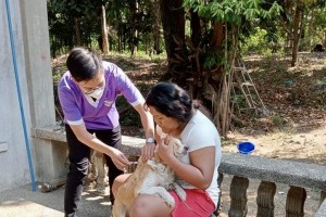 Laoag City intensifies anti-rabies program