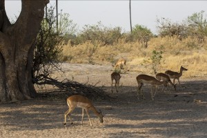 El Niño drought massacres wildlife in Zimbabwe