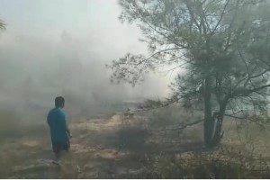 Laoag vice mayor urges public to prevent forest fire