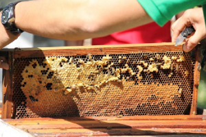 DA aggressively promotes beekeeping to tap huge export market