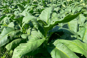 NTA allots PHP17-M cash aid for marginalized tobacco growers